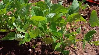 4th ofJuly Garden Update and Tour