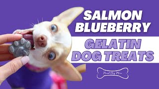 DIY Salmon Jello Dog Treat Recipe (Easy & Healthy) | Proud Dog Mom