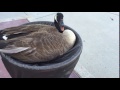 HISSING GOOSE IN A FLOWER POT