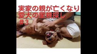 【里親探し】実家の親が亡くなり愛犬の里親探し　＃3