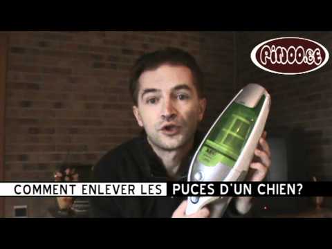 comment traiter les puces d'un chien