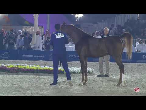 N 210 SHAH MUDHAR   Asharqia Arabian Horse Classic 2020   Colts 2 Years Old Class 8A