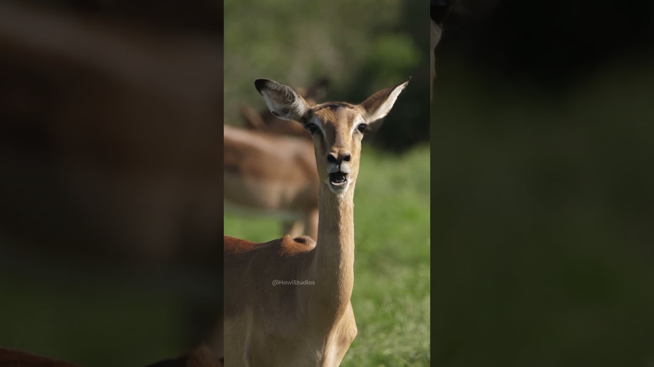 Impala chewing behavior and feeding biology