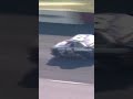 Earnhardt's 1987 Nova #shorts