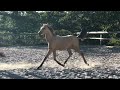POULICHE - LUSITANIENNE - 8 MOIS - DRESSAGE - FRANCE