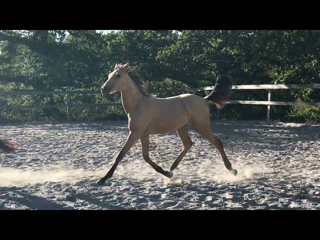 POULICHE - LUSITANIENNE - 8 MOIS - DRESSAGE - FRANCE