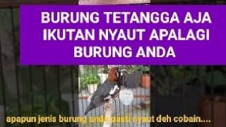 Download lagu Apapun Burung Anda Pasti Nyaut Dengar Anis Kembang Part 3 @Novi Agung Prabowo mp3 Download lagu Apapun Burung Anda Pasti Nyaut Dengar Anis Kembang Part 3 @Novi Agung Prabowo mp3