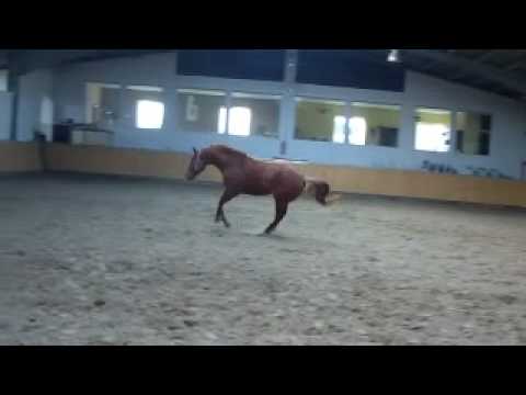 5jährige Stute v. Laurentio - Freilaufen