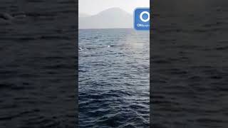 meraviglia-a-villammare-avvistato-un-capodoglio