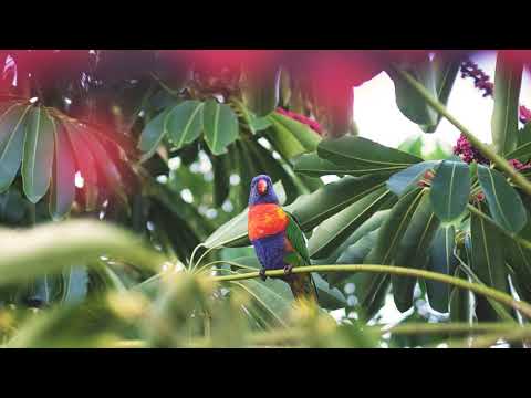 LOVEBIRD SINGING 1 HOUR/ Lovebirds' Sounds