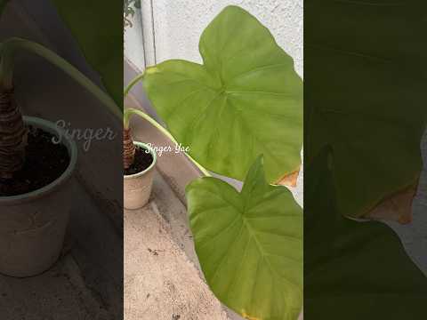 クワズイモ 外装メンテナンス 冬休眠期 稀に水やり