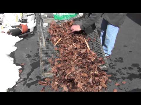 Sifting Pine bark for fig cuttings media