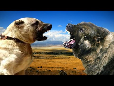 Kangal vs Sarplaninac Highlights