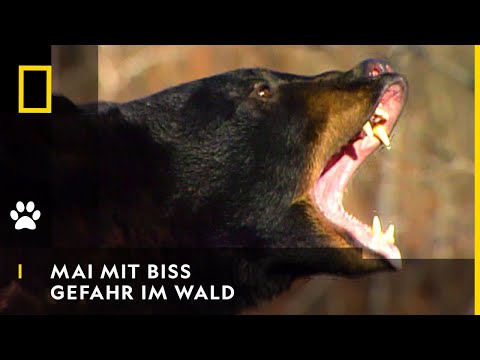 MAI MIT BISS - Gefahr im Wald | National Geographic