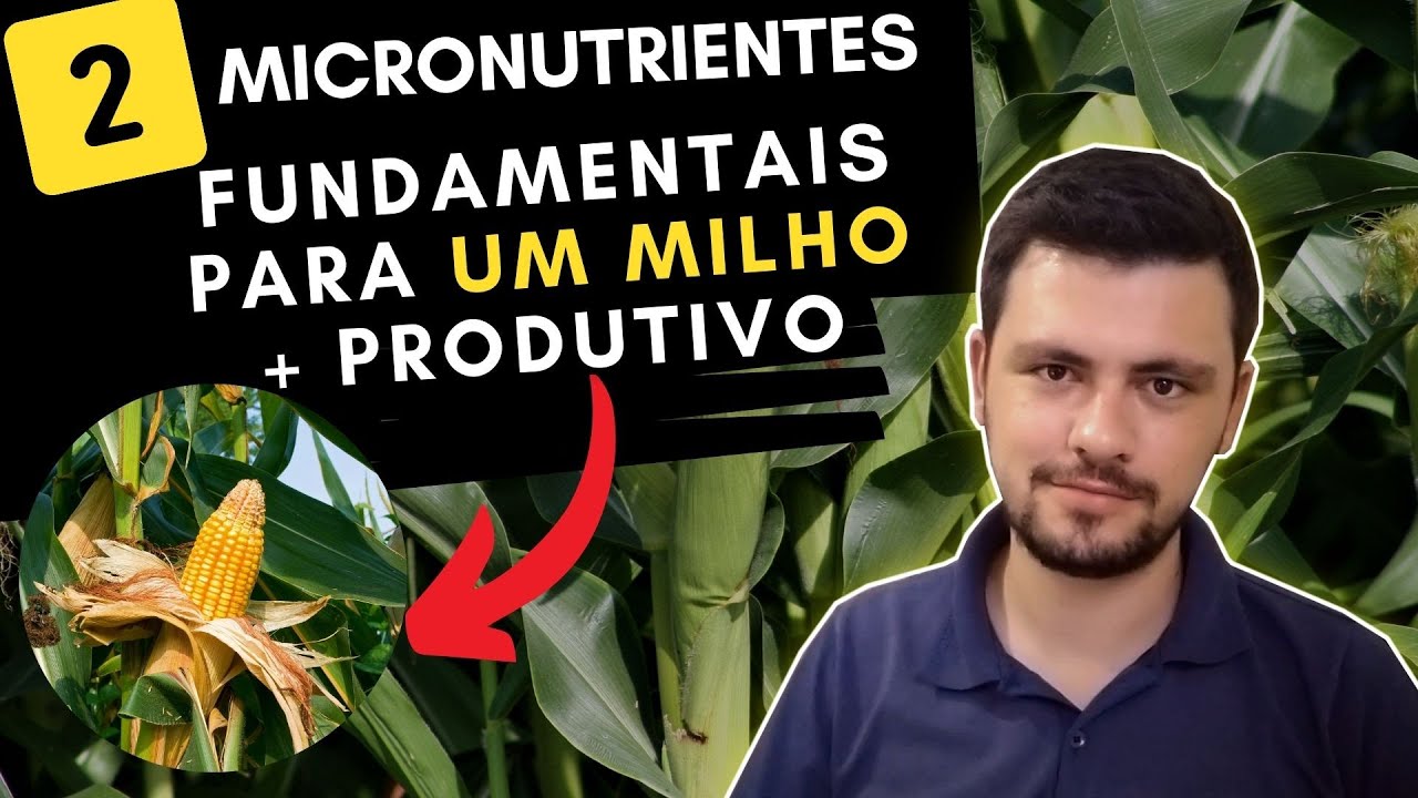 Esses dois MICRONUTRIENTES são fundamentais para a cultura do Milho