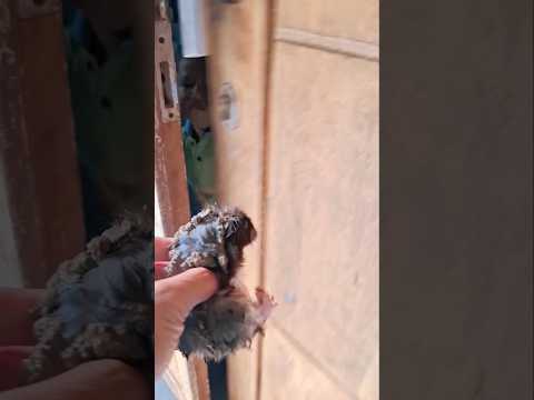hamster kaffa kotor kena ee #fypシ゚viral #shorts