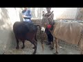 Donkey And Buffalo Meeting