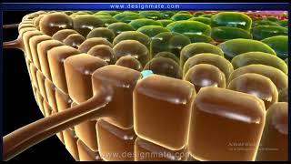 Class 10th  Life Process   Transport of water