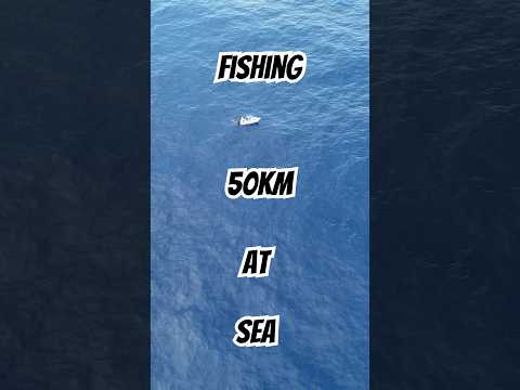 Chasing Dolphin fish (Mahi Mahi) 50km offshore