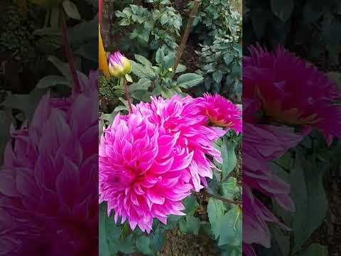 ONGC GOLF CLUB OF NAZIRA