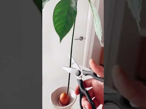 cut your avos! ✂️🥑🪴 #avocado #indoorplants #diy #plants