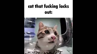 Cat locks out #mrfresh #cat #cute