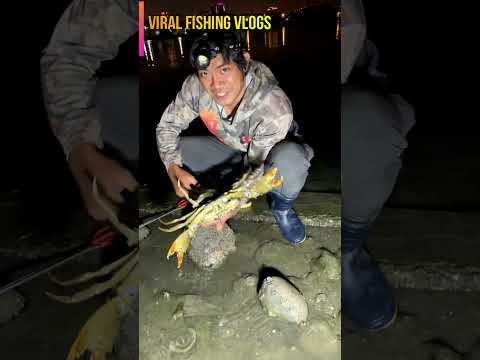 Best Amazing Technology Crab Catching | Unique Crabs & Tortoise Catching System |Viral Fishing Vlogs