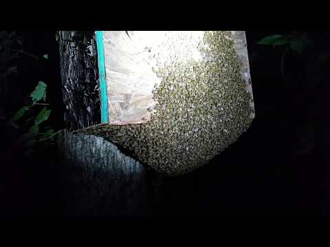 Swarm Trap Rescue 911 Ep  2 Honey Bees building on the bottom of the trap!