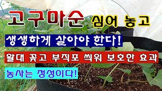 [텃밭농부 1,940]  고구마순을 심어 놓고 부직포로 보호한 효과. 잘 살았구나! #고구마재배
