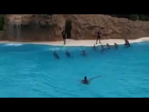 Delfinler#2👍😃🤗