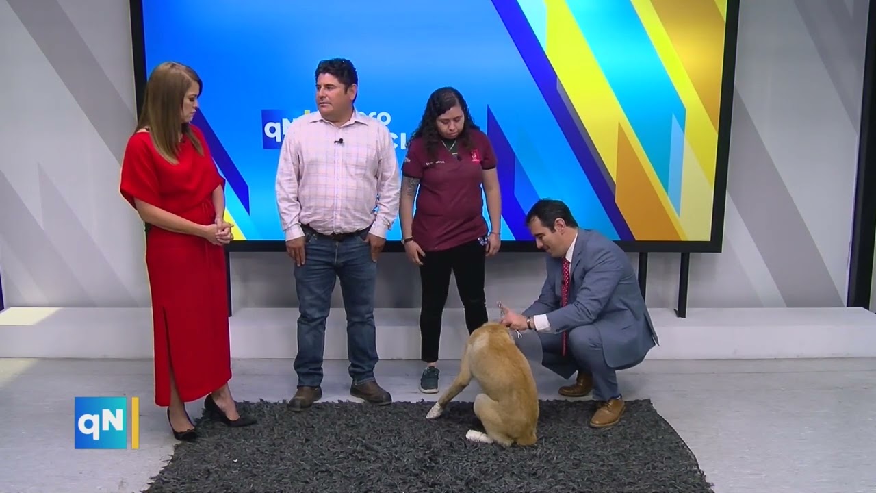 Perro arrastrado en Tlaquepaque en quiero tv