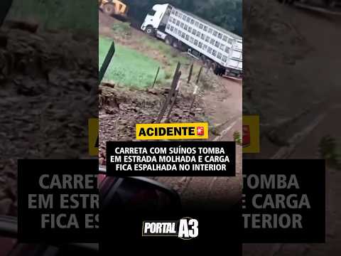 CARRETA COM SUÍNOS TOMBA EM ESTRADA MOLHADA E CARGA FICA ESPALHADA EM XAXIM/SC