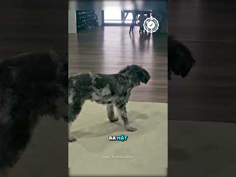 Dùng Muối Để Xác Định Con Vật Là Skin Walker