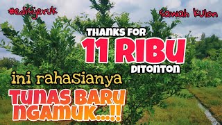 Download lagu Rahasia Melebatkan Tunas //pohon jeruk mp3