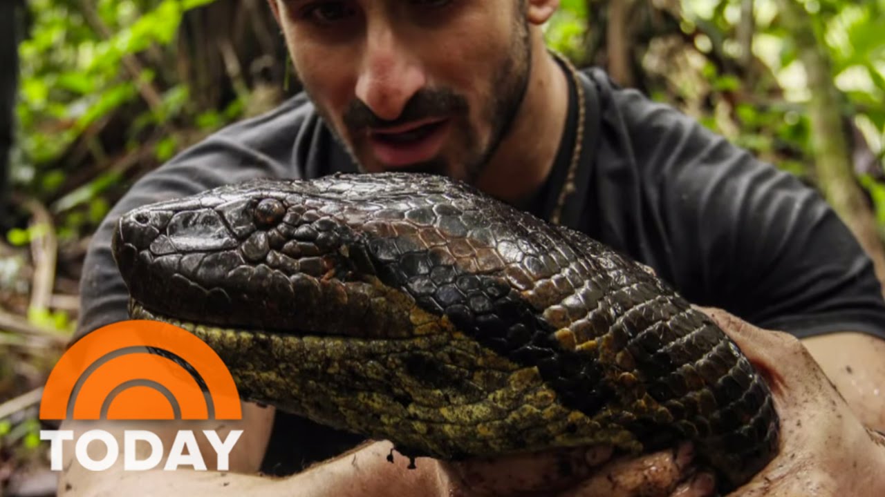 Man-Eating Anacondas