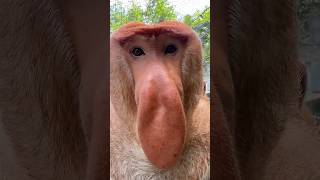 Download lagu Proboscis Monkey Makes Funny Noises mp3