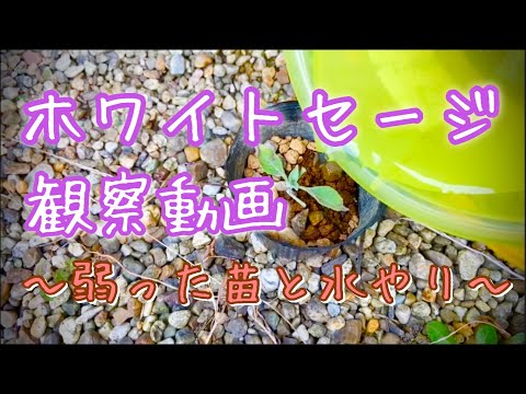 ホワイトセージ 植物