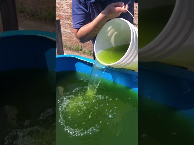 Vídeo relacionado con DAFNIA VITAMINIZED 12g - Daphnia vitaminizada para Peces Ornamentales