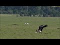 Safari Live Marabou Stork Finds A Large Fish In The Middle Of The Maasai Mara Dec 10 2017