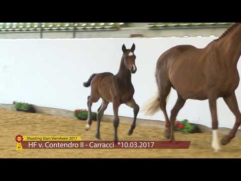 KN 6 Carpendale Hf v. Contendro - Carracci