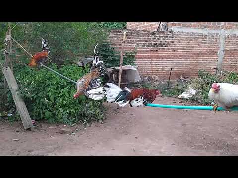 , title : 'ejercicios para gallos finos (la cuerda) desde Urumita la Guajira'