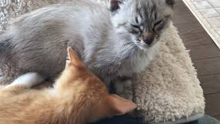 #保護猫 #二ヶ月 #子猫 保護猫のハクくんとラテくんを引き取った！