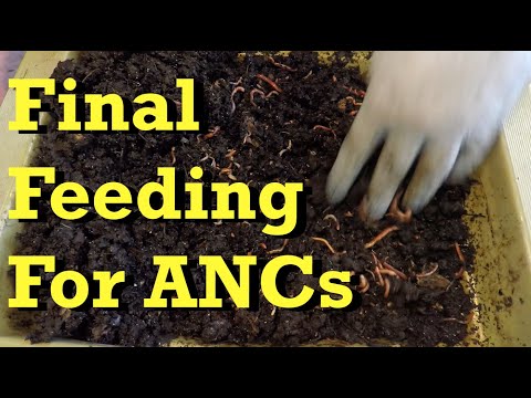 ENCs fed & 76-day ANC bin given 10th and final feeding - vermicomposting