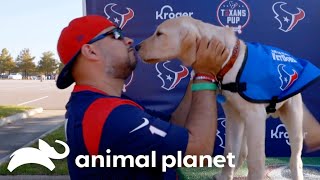 NFL's Texans Work with VetDogs a Houston Based Animal Shelter | Puppy Bowl XVIII | Animal Planet by Animal Planet