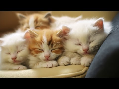 Soothing Slumber: 12 Adorable Cats and Tranquil Sleep Therapy for Instant Calmness