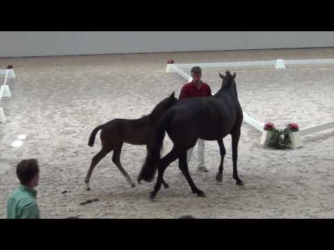 DeLorean-Millennium/ Trak. filly 04/2016 for sale