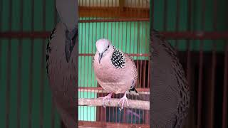 Download lagu SUARA BURUNG TIKUKUR ESMOSI BIR4HI NAIK #shorts #shortsfeed #shortvideo #short #shortsvideo #song mp3