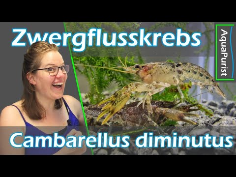 der KLEINSTE Zwergflusskrebs 🦞 Jetzt NEU bei uns im Online-Shop 🍂 Cambarellus diminutus #Aquapurist