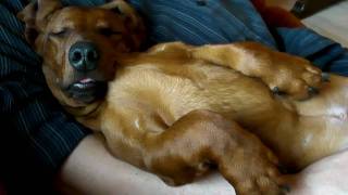 preview picture of video 'Heavily snoring dachshund...'