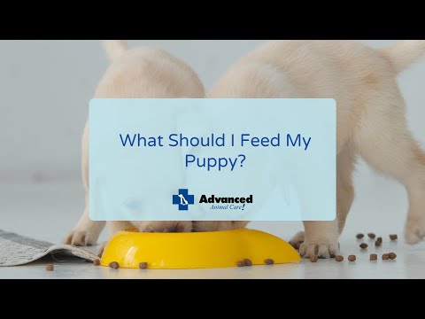 What Should I Feed My Puppy?